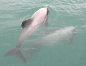 Maui_dolphins